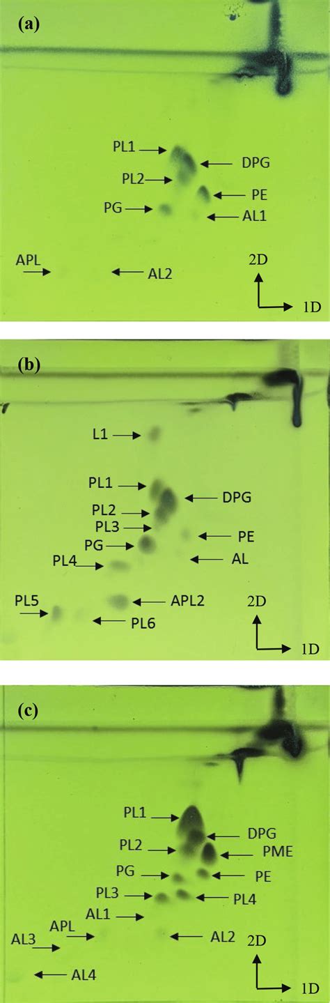 Two Dimensional Thin Layer Chromatographs Showing The Polar Lipids Of