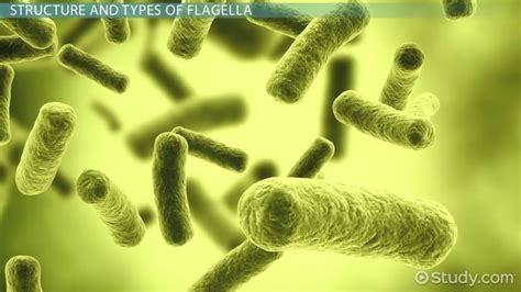 Flagella: Definition, Structure & Functions - Video & Lesson Transcript ...