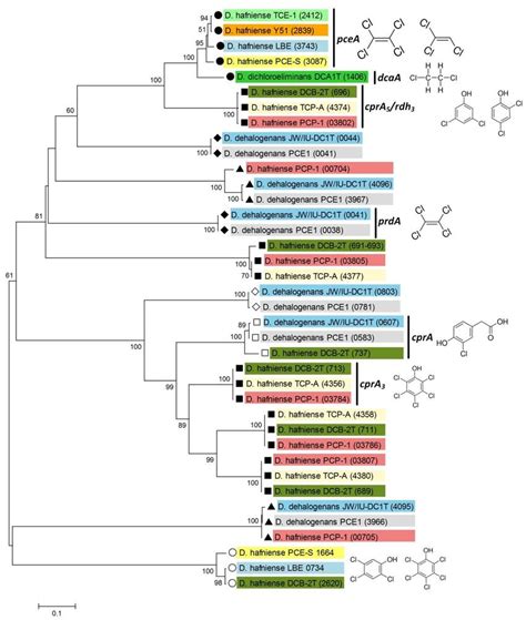 Phylogenetic Tree Based On The Amino Acid Sequence Of Reductive