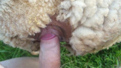 Sheep Fuck 16