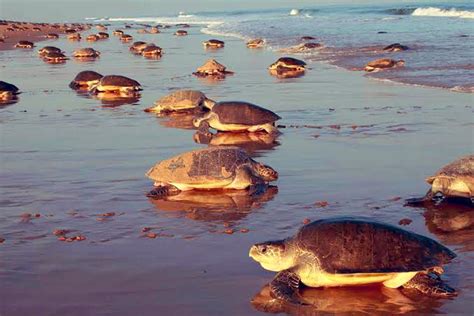 Lakhs Of Olive Ridley Turtles Arrive At Odisha Coast