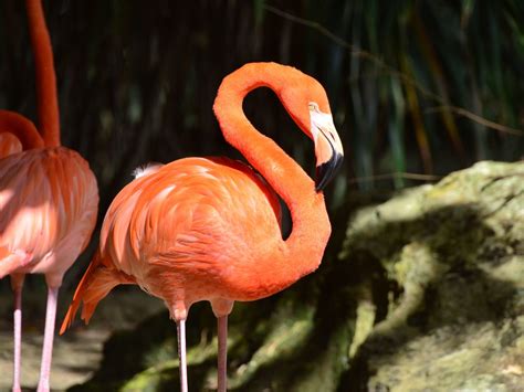 Migración Rosa En Yucatán 20 Mil Flamingos Visitan La Costa Norte De