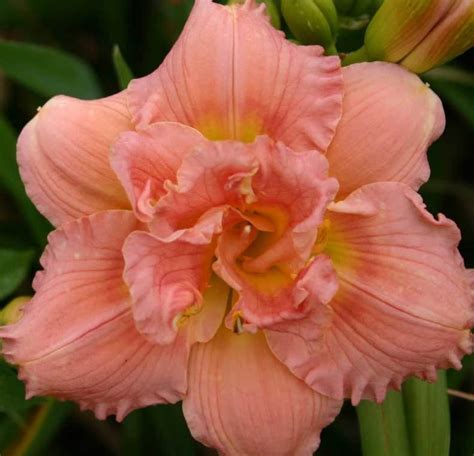 Siloam Double Classic Daylily Blooming Size Plants Etsy