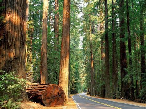 Redwood Forest Wallpapers - Wallpaper Cave