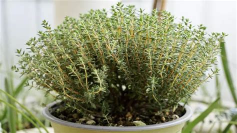 How To Grow Thyme Seeds A Step By Step Guide For Flavorful Gardens