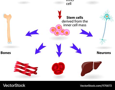 Stem Cells Royalty Free Vector Image Vectorstock