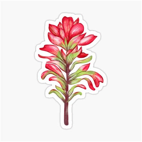 Indian Paintbrush Texas Wildflower Sticker For Sale By Zendays