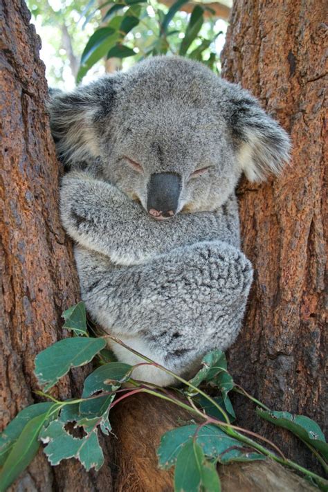 400 Best Names for Koala - Name Generator & Ideas - FluentSlang