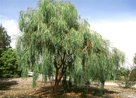 Acacia Stenophylla Shoestring Acacia 15 Siteone