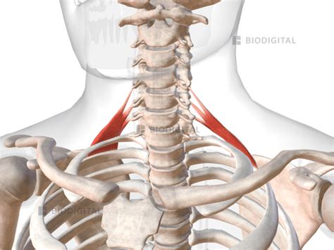 Posterior Scalene Biodigital Anatomy