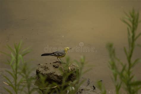 Yellow Wagtail Bird Stock Photo Image Of Birding Birdwatching