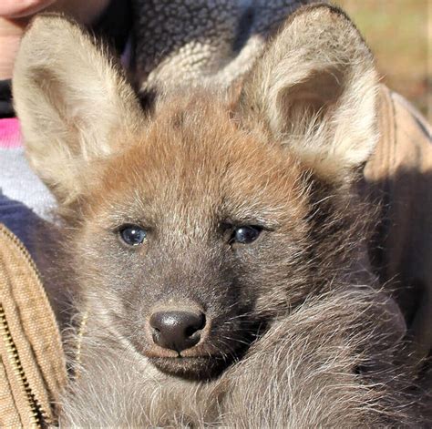 Maned Wolf Pups Add To Our 2018 Puppy Boom Endangered Wolf Center