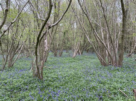 Bluebell Season Well S Copse Mr Ignavy Geograph Britain And Ireland