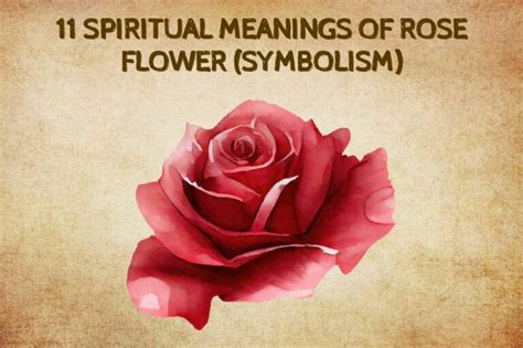 11 Spiritual Meanings Of Rose Flower Symbolism