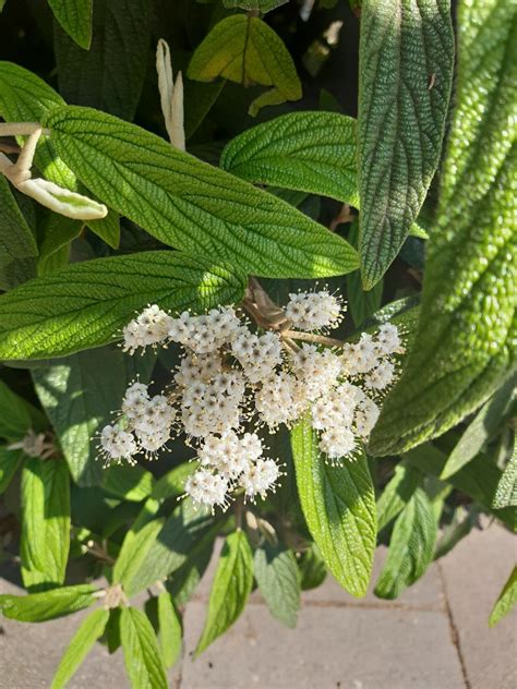 Photo Wrinkled Viburnum Viburnum Rhytidophyllum