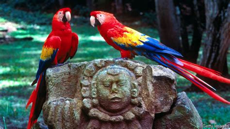 Guarding guaras - Protecting Honduras’s national bird | The Americas ...