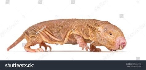 Naked Rat Images Stock Photos Vectors Shutterstock
