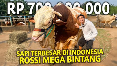 ROSSI SI SAPI TERBESAR DI INDONESIA 1 37 TON MEGA BINTANG DI TAWAR RP