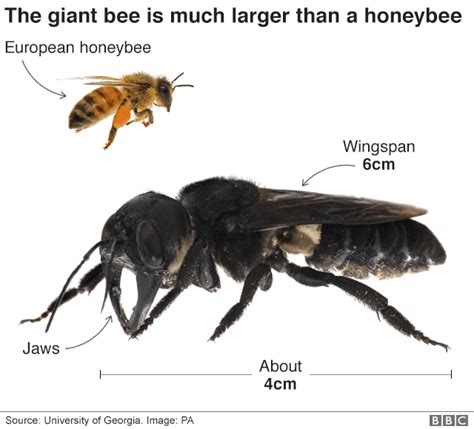 Wallace's Giant Bee, the world's largest bee : r/TheGreatOnesReborn