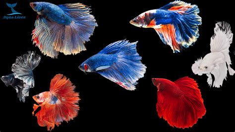 Major Different Types Of Betta Fish Guide From Origin To Care Aqua Lives