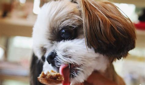 Best Foods For Shih Tzus Shih Tzu World