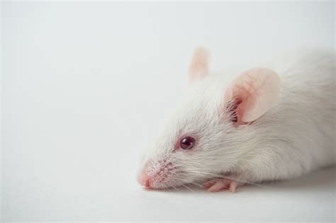 premium photo white mouse  white surface