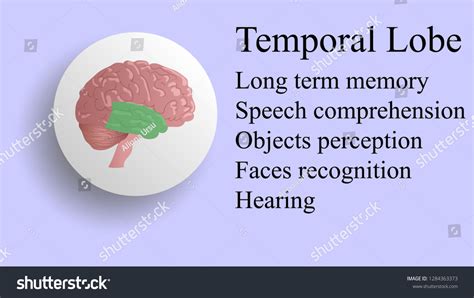 Temporal Lobe Vector Brain Lobes Vector Stock Vector Royalty Free