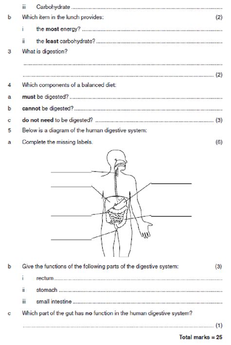 ️digestion Worksheet Ks3 Free Download