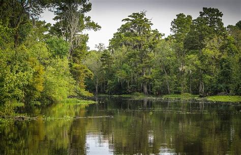 Bayou Swamp Marsh Free Photo On Pixabay