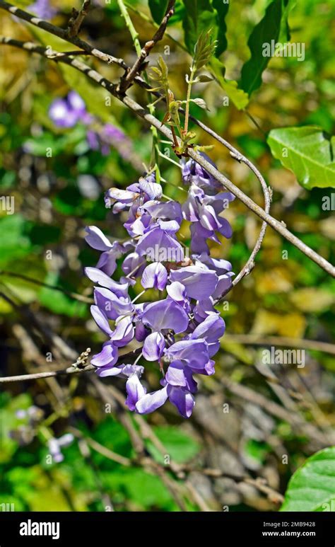 Chinese Wisteria Flowers Wisteria Sinensis On Garden Rio Stock Photo