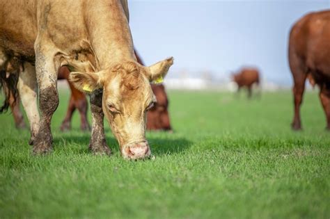 Premium Photo | Organic milk production and white cow grazing in the field