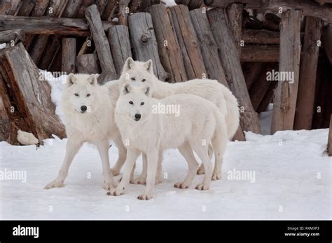 Three Wild Alaskan Tundra Wolfs Are Playing On White Snow Canis Lupus