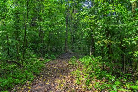 Selva Lacandona Mexique Photo Stock Image Du Nature 221318732