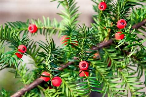 Arbuste Baies Rouges Pour Apporter Une Touche De Couleur Au Jardin