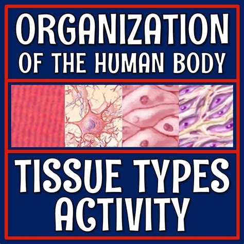 Human Body Tissue