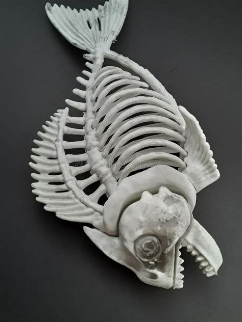 A Scary Skeleton of a Fish on a Black Background for Halloween ...