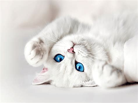 Cat Blue Eyes Wallpapers - Top Free Cat Blue Eyes Backgrounds ...