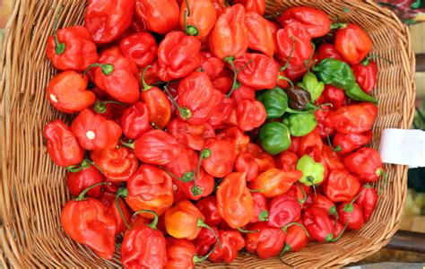 All About the Habanero Pepper - Minneopa Orchards