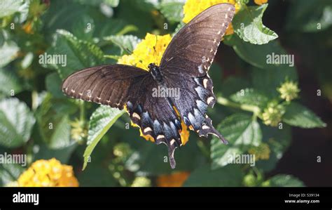 Pipevine Swallowtail Butterfly Spreads Its Wings Stock Photo Alamy