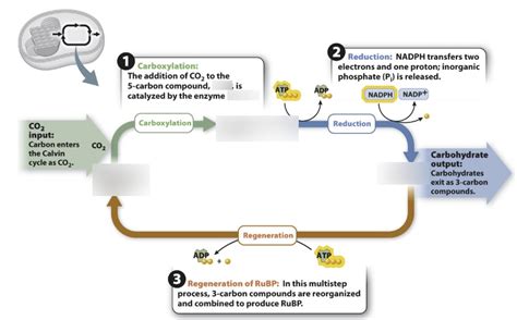 Calvin Cycle Diagram Quizlet