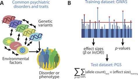 Polygenic Scores For Psychiatric Disease From Research Tool To