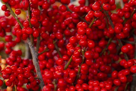 Dingle Berries Red Berries Red Peppercorn