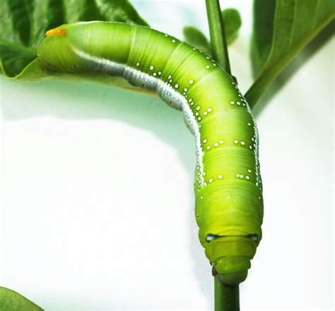 Green Caterpillar · Free Stock Photo