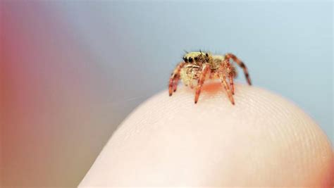 Do Jumping Spiders Bite Heres How To Treat It Page 4 Entirely Health