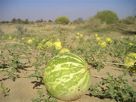 Images Gratuites Le Sable Champ Fruit Désert Fleur Aliments Produire Légume Gourde