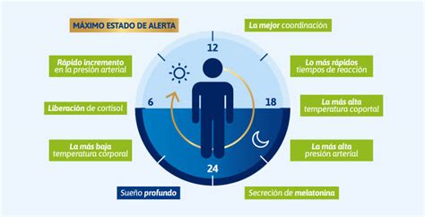 Ritmo O Ciclo Circadiano Todo Lo Que Debes Saber TENA