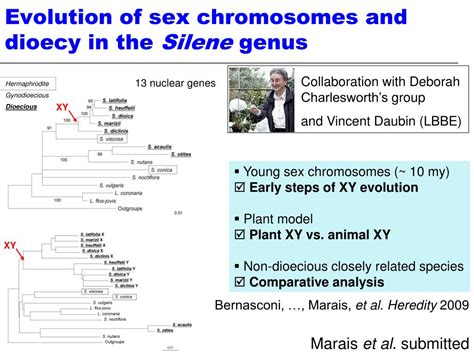 Ppt The Evolution Of Sex Chromosomes From Humans To Non Model