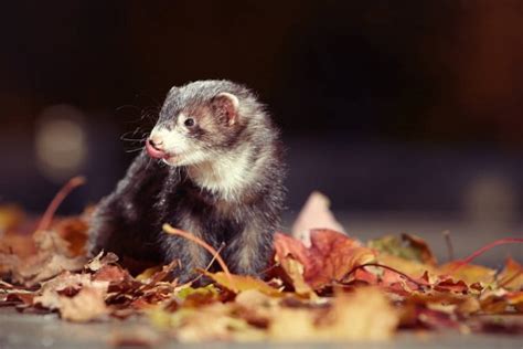 Black sable ferret relaxing on stone fence in autumn park Stock Photo ...