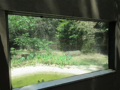African Lion Exhibit Zoochat