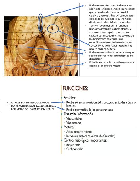 Solution Anatomia Del Tallo Cerebral Studypool